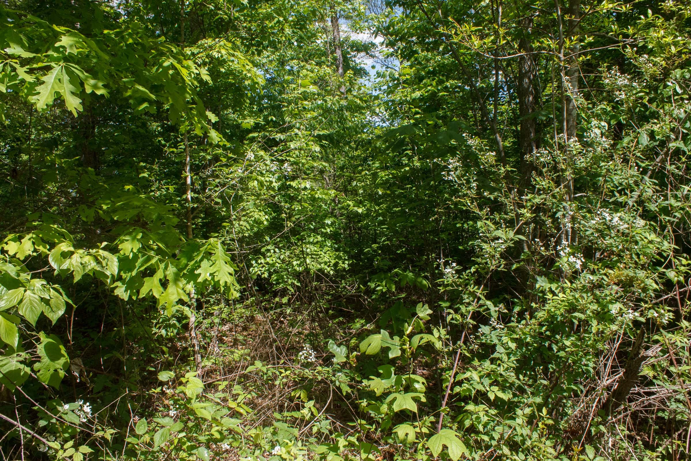 Riverbend Tract 7 photo 4