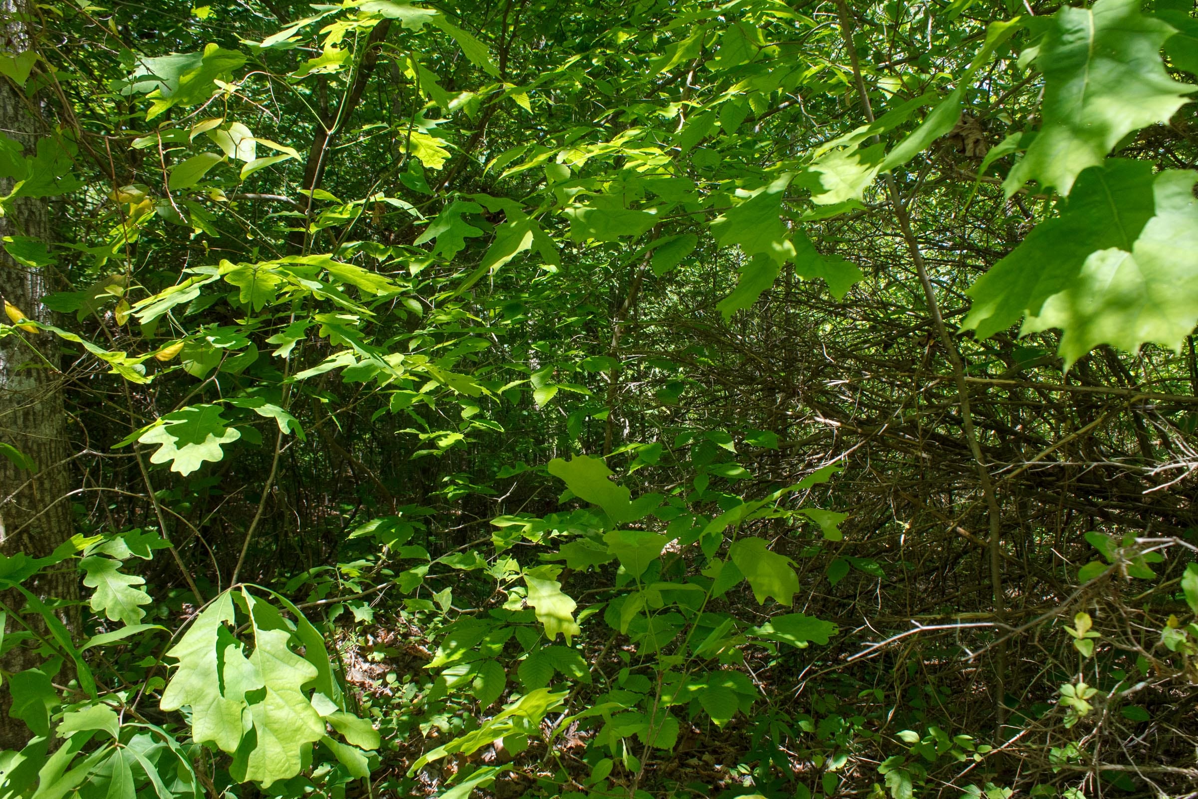 Riverbend Tract 7 photo 5