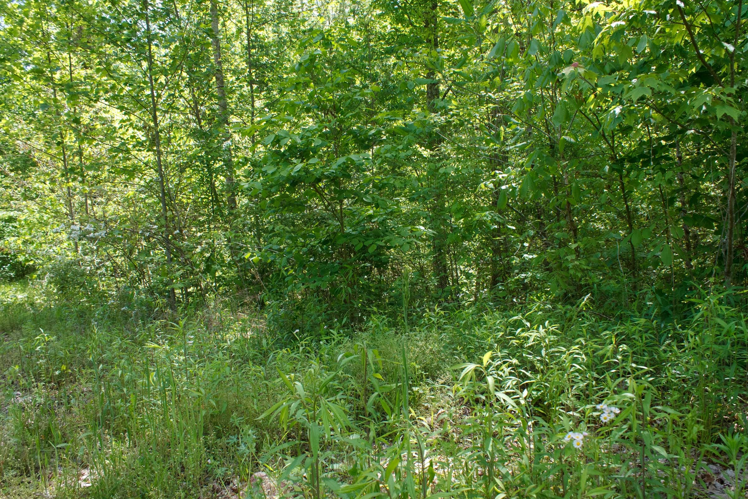Riverbend Tract 7 photo 6