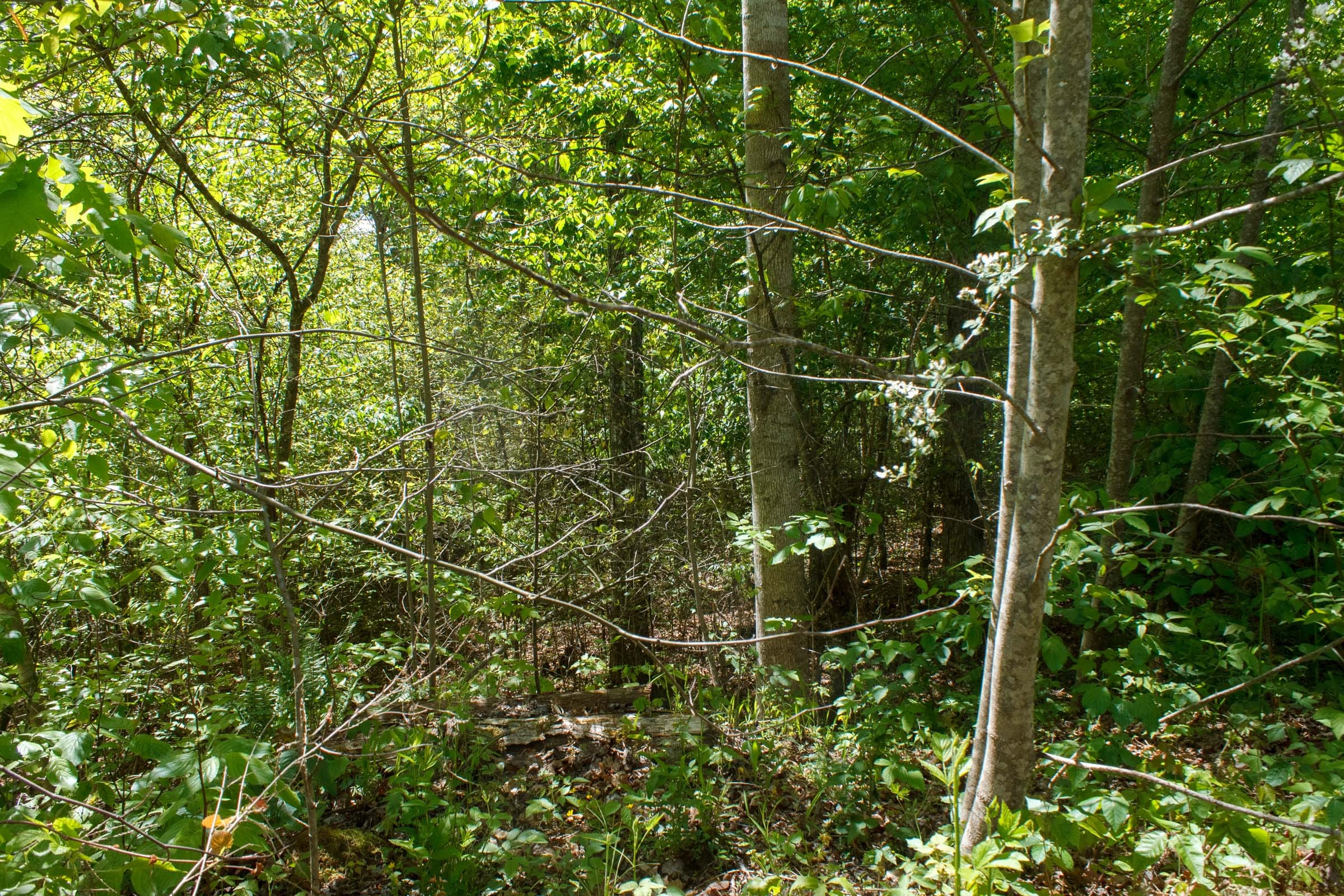 Riverbend Tract 7 photo 7