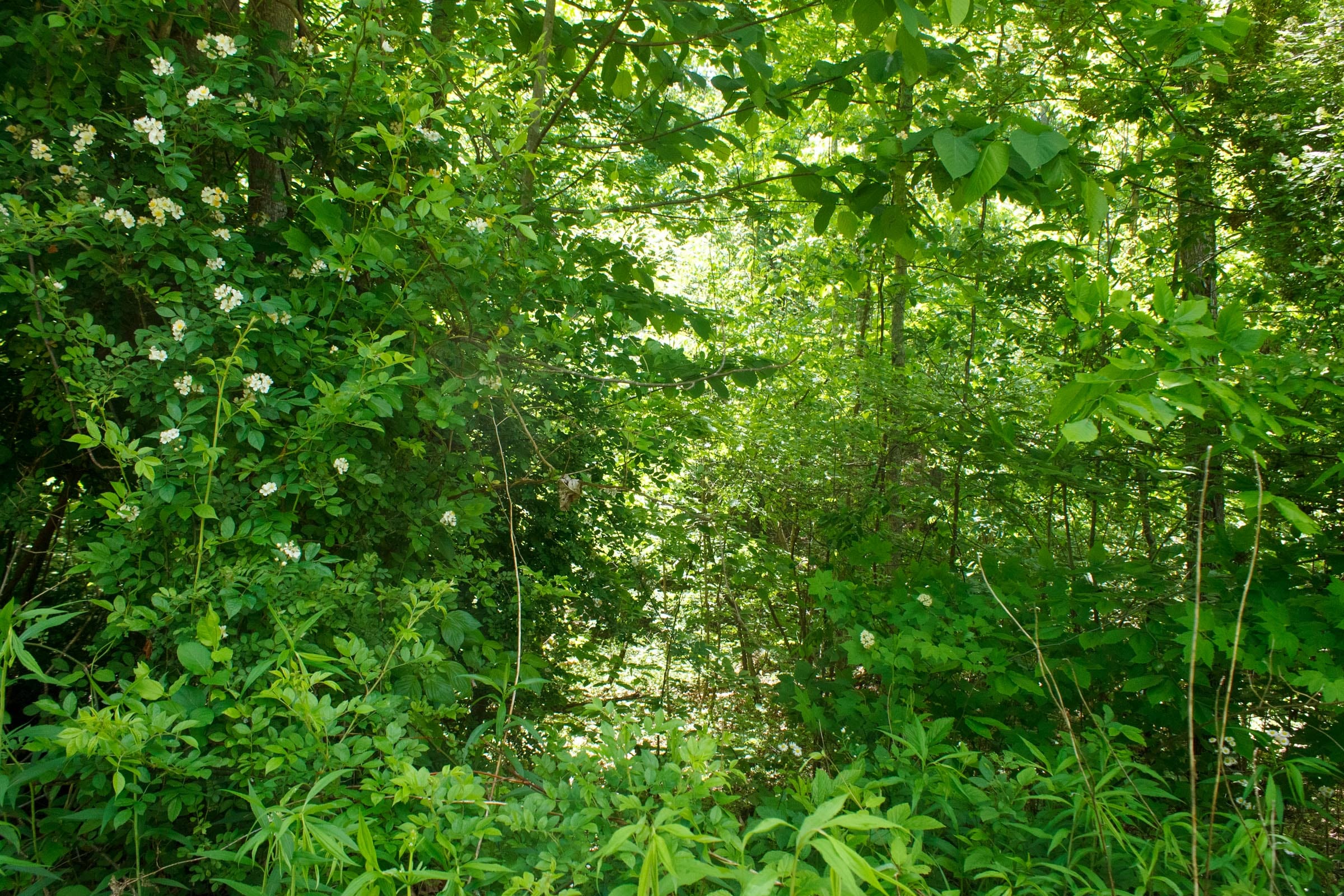 Riverbend Tract 7 photo 9