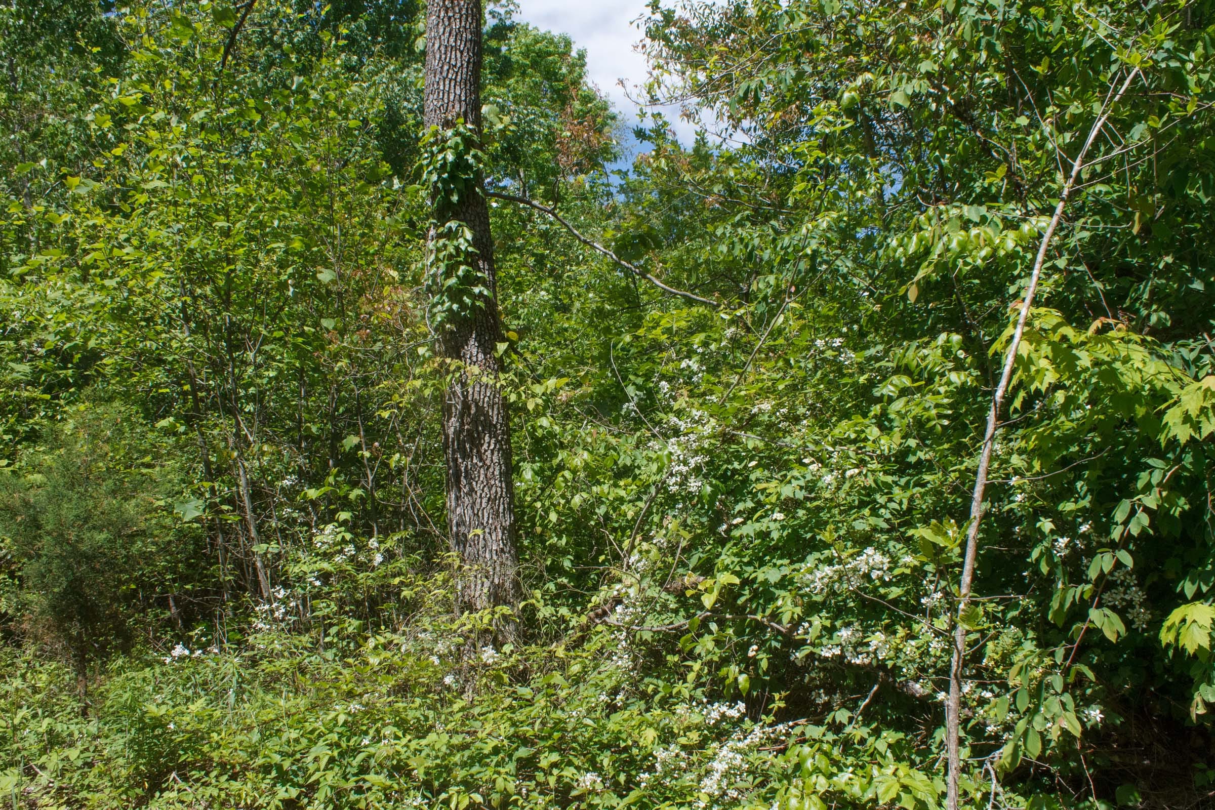 Riverbend Tract 7 photo 10