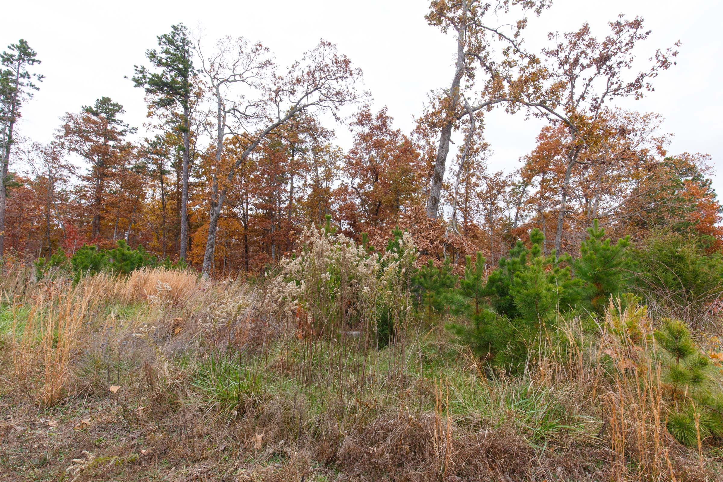 Hawkcrest Tract 21 photo 5