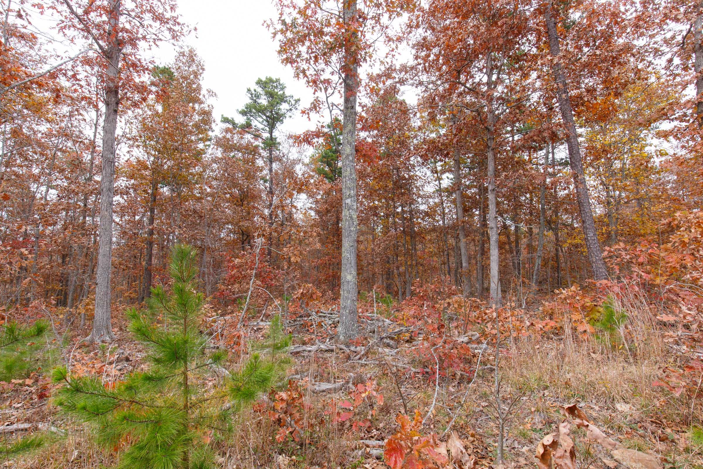 Hawkcrest Tract 21 photo 11
