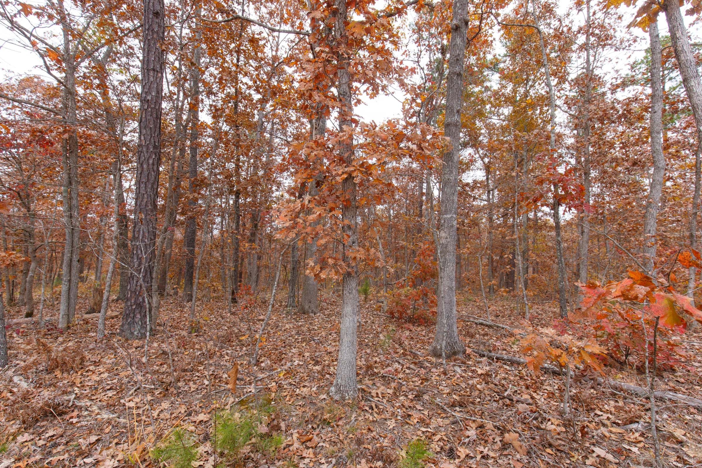 Hawkcrest Tract 21 photo 13