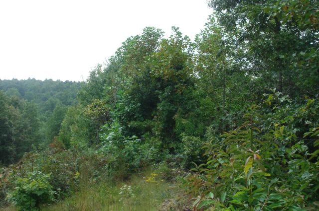 Sugartree Falls Tract 23 photo 3