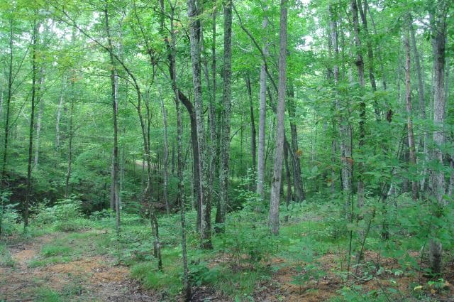 Sugartree Falls Tract 23 photo 4