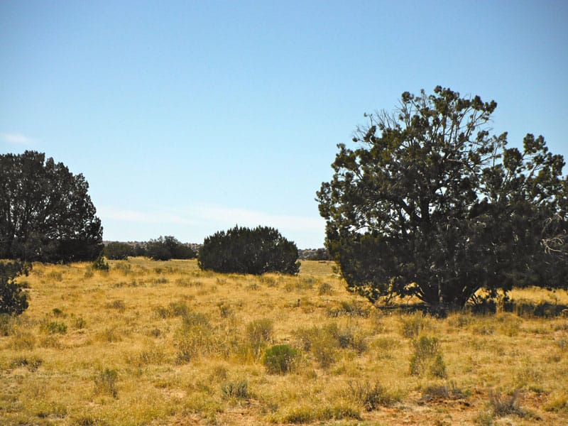 Navajo Ranch Tract 2 photo 4