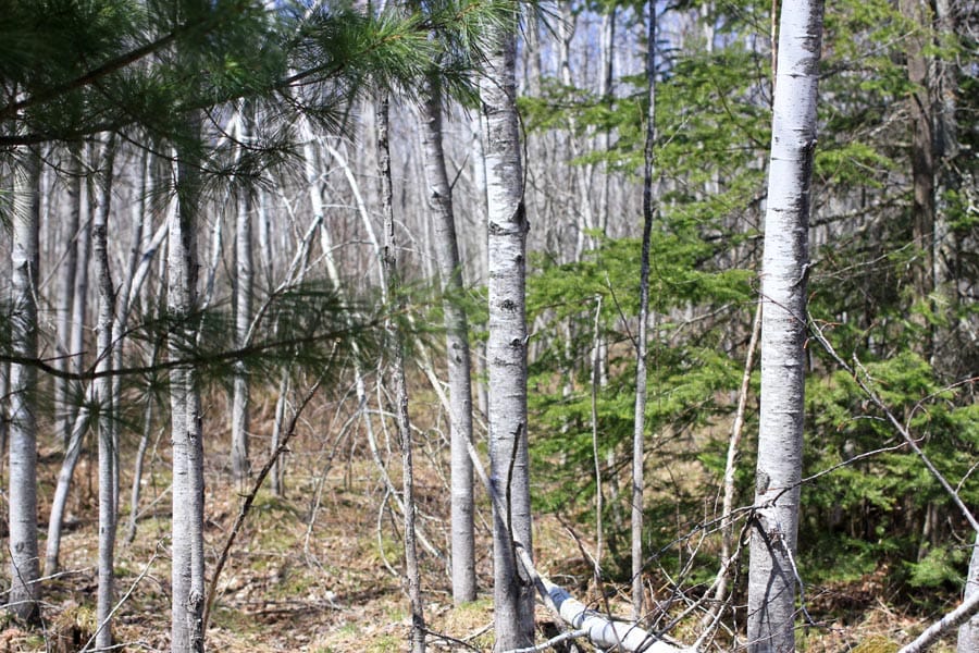 Abby Point Tract 13 photo 2