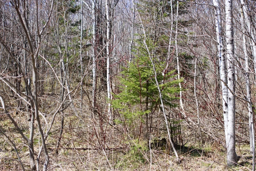 Abby Point Tract 13 photo 3