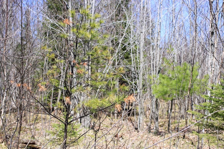 Abby Point Tract 13 photo 6