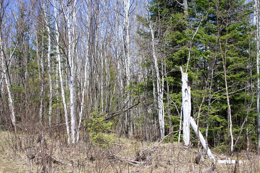 Abby Point Tract 13 photo 11
