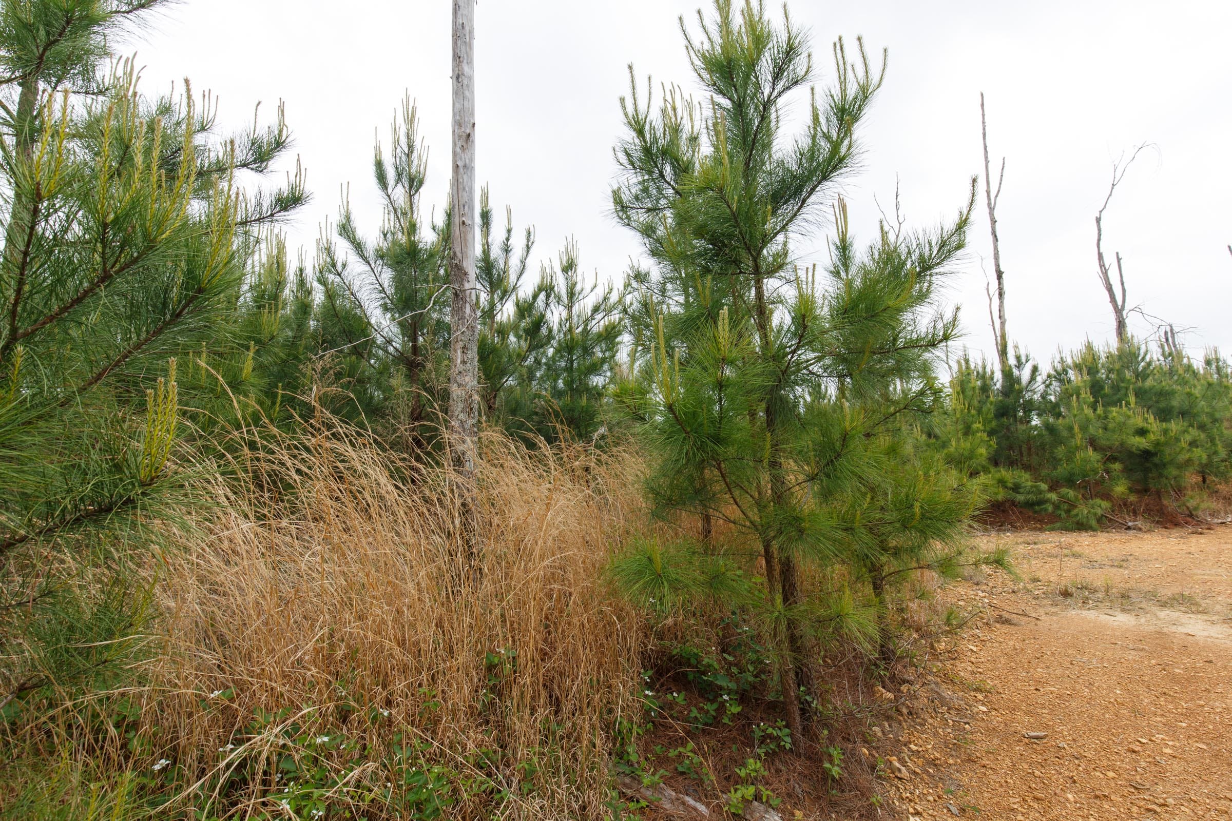 Red Barn Ranch Tract 46 photo 3
