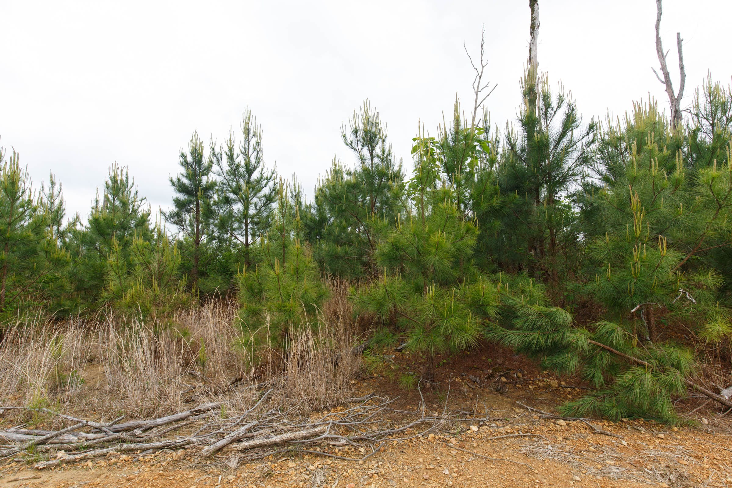 Red Barn Ranch Tract 46 photo 4