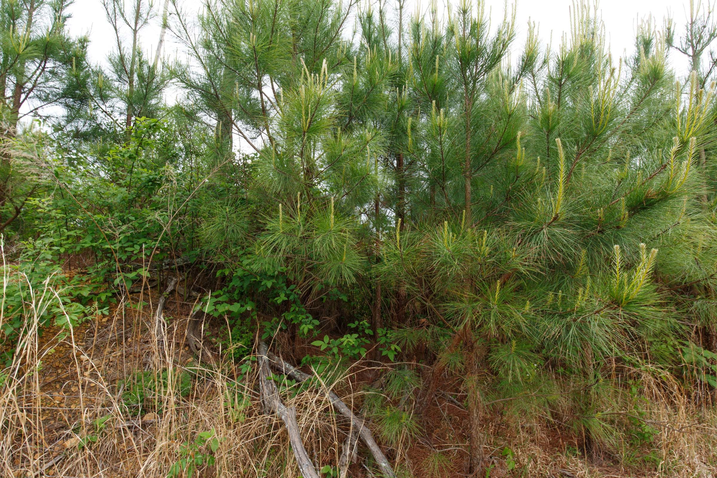 Red Barn Ranch Tract 46 photo 5