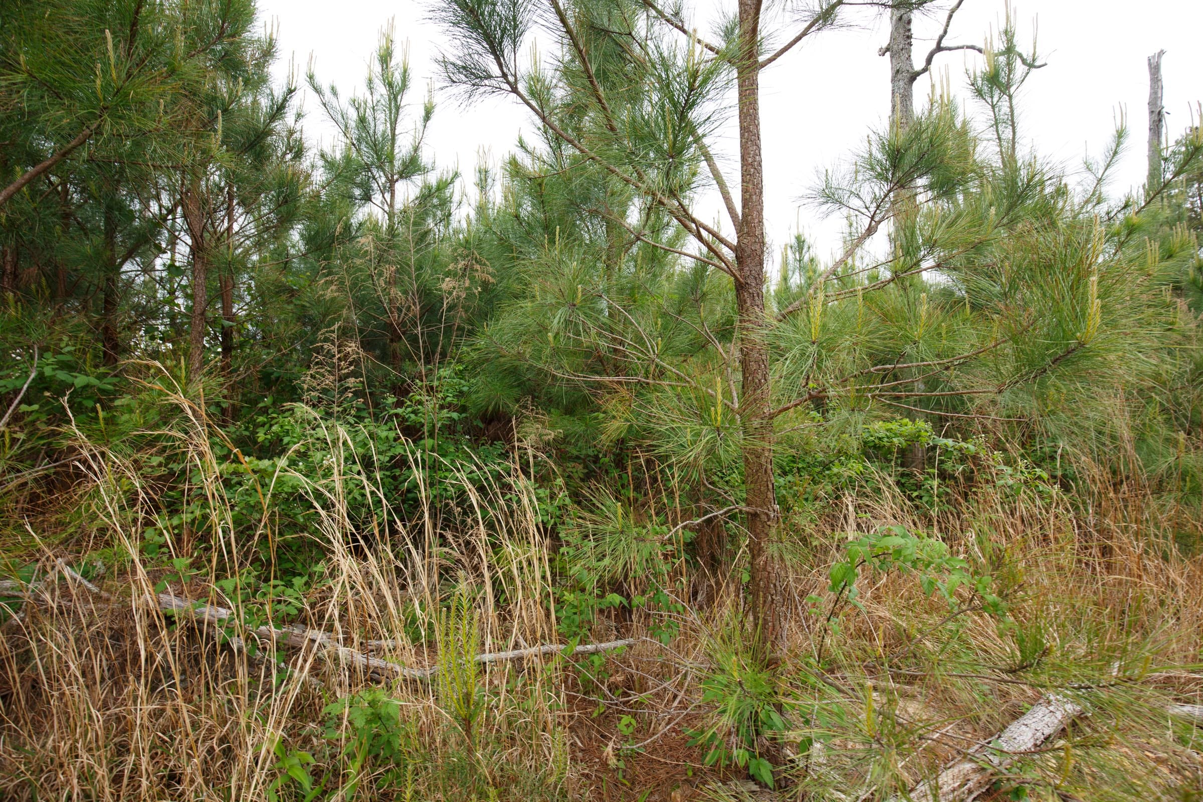 Red Barn Ranch Tract 46 photo 8