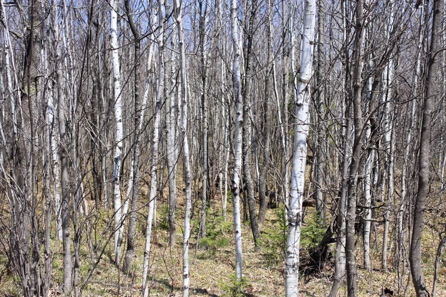 Abby Point Tract 5 photo 7