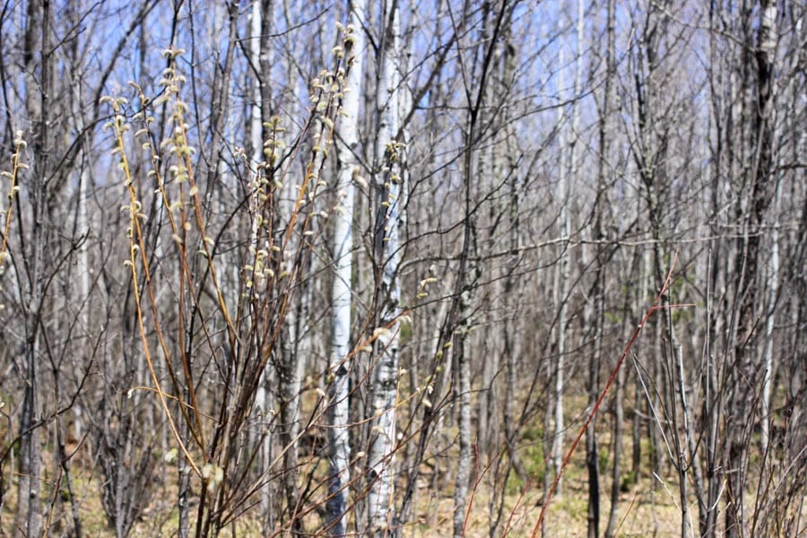 Abby Point Tract 5 photo 9