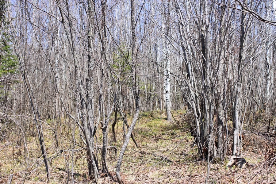 Abby Point Tract 5 photo 11