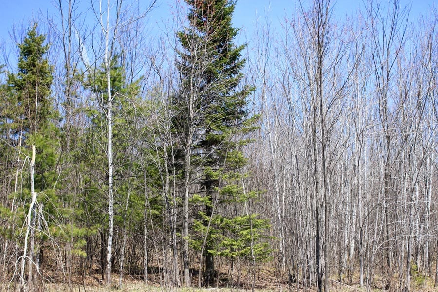 Abby Point Tract 5 photo 12