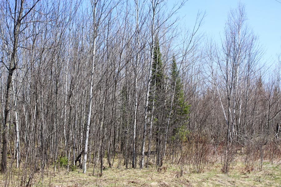 Abby Point Tract 5 photo 13