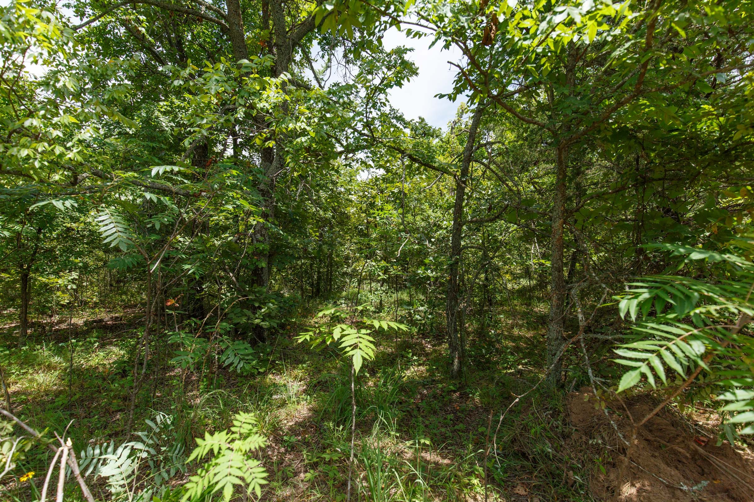 Timber Ridge Tract 11 photo 3