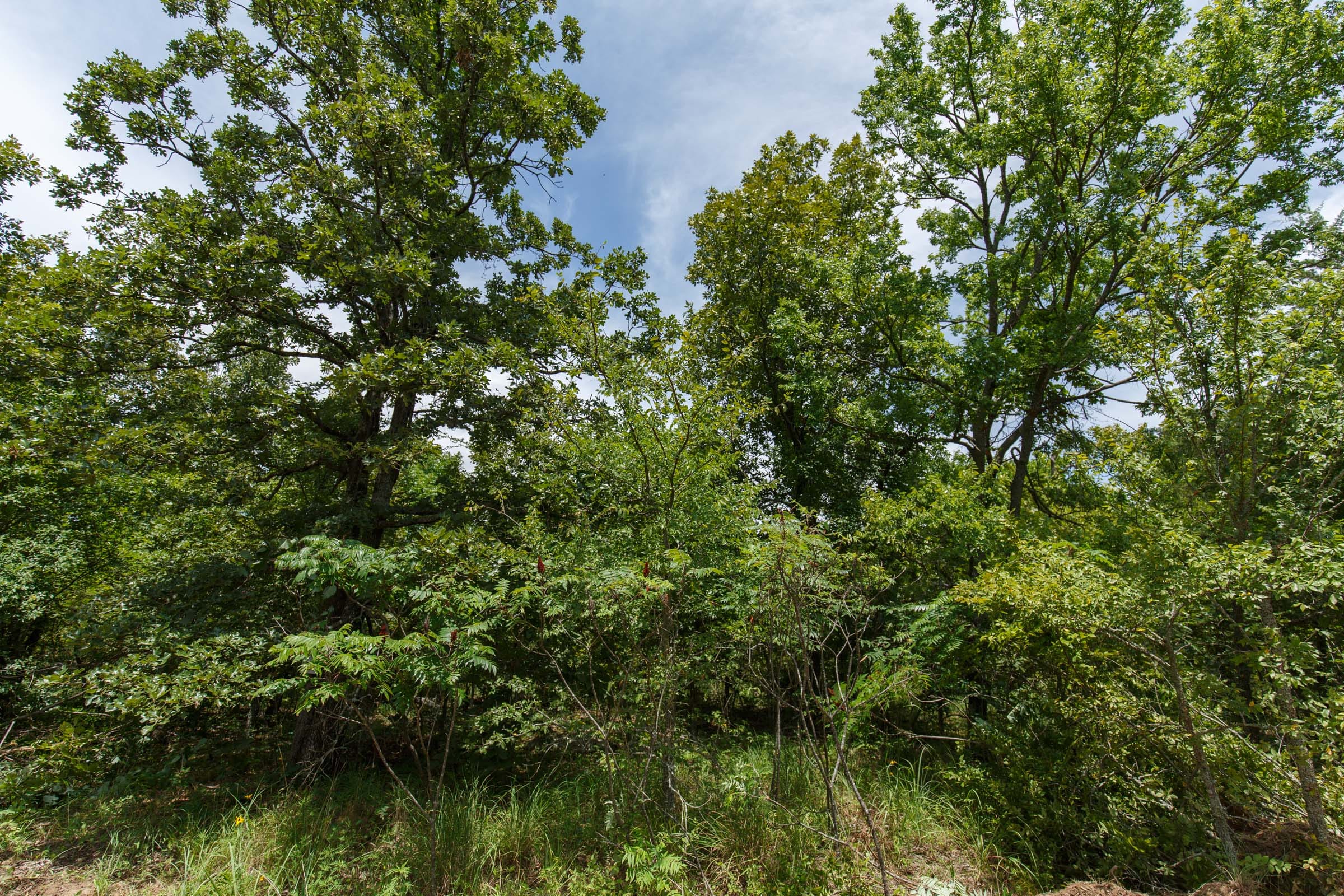 Timber Ridge Tract 11 photo 2