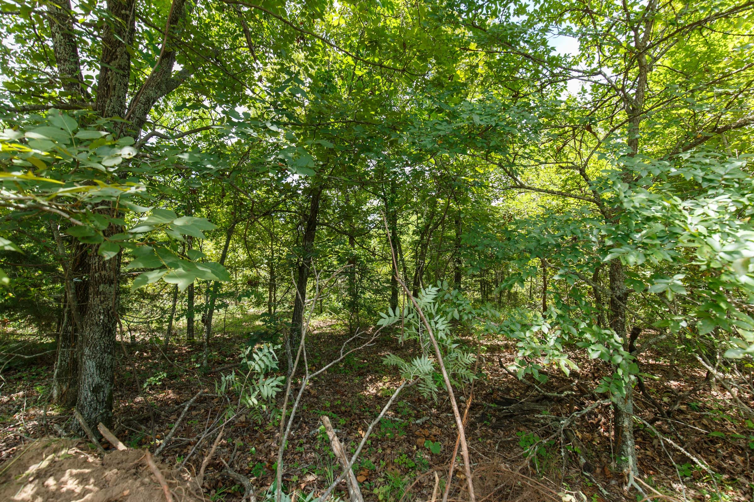 Timber Ridge Tract 11 photo 6