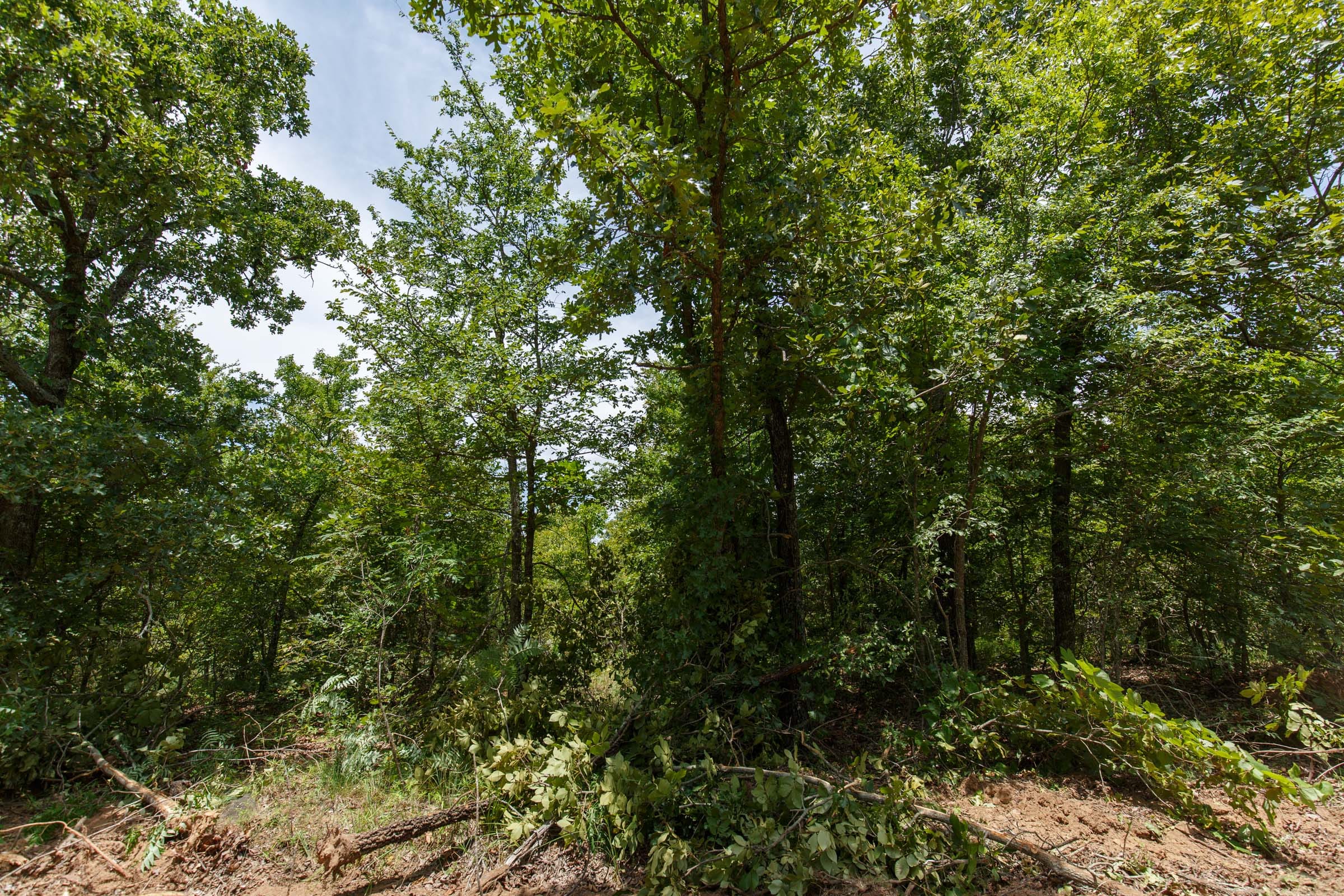 Timber Ridge Tract 11 photo 5