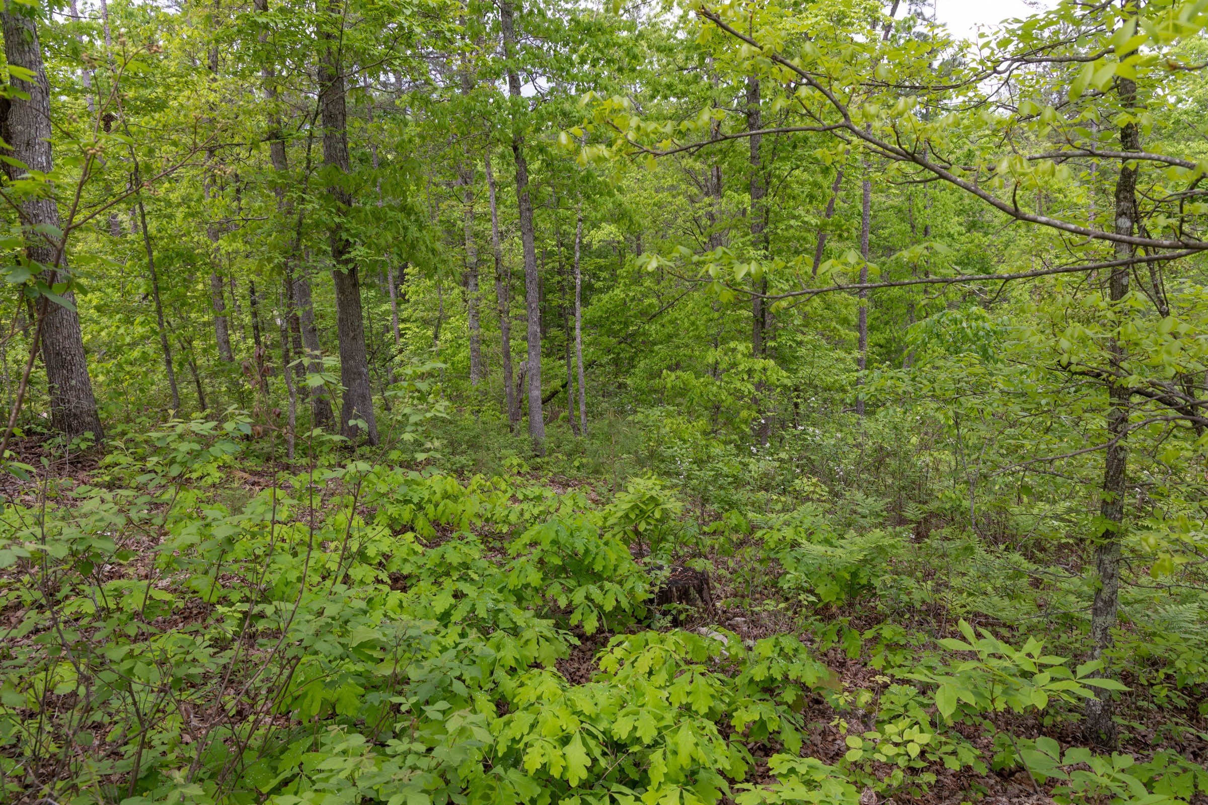 Sleepy Hollow Phase II Tract 68 photo 3