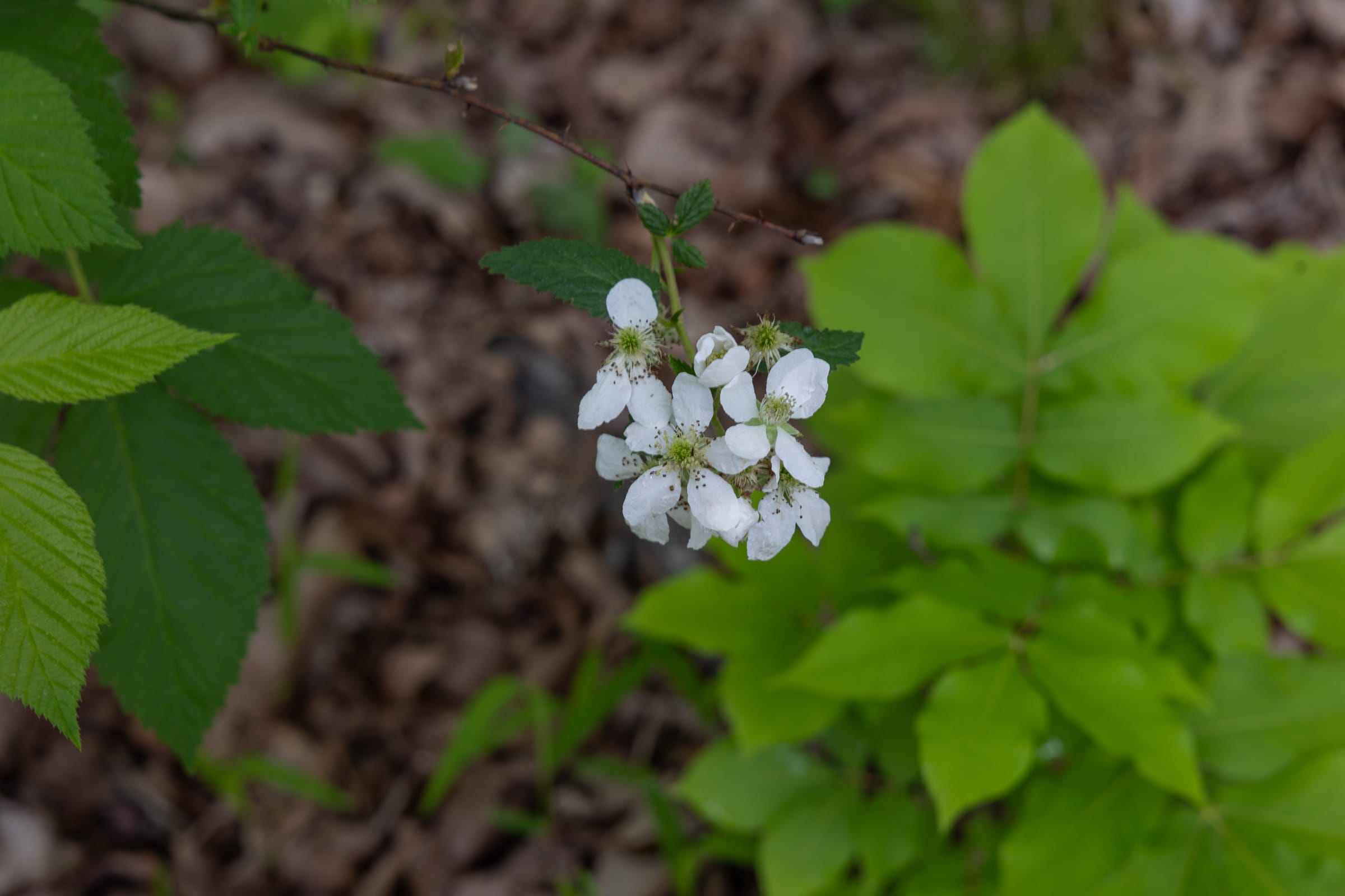 Sleepy Hollow Phase II Tract 68 photo 13