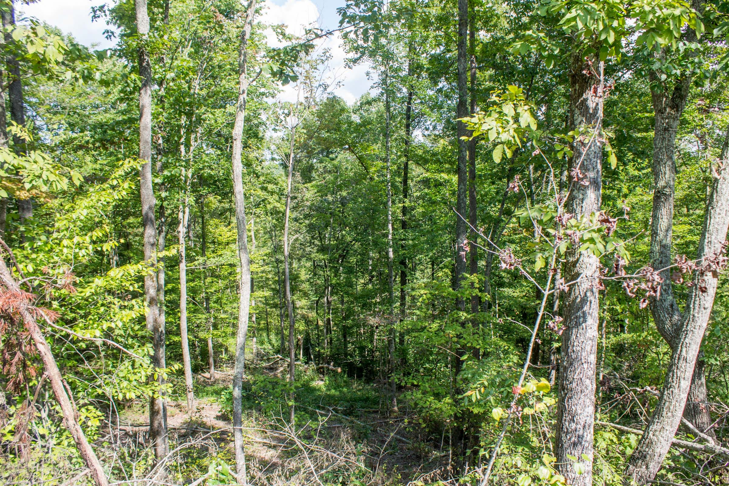 Buck Run Ridge Tract 4 photo 3