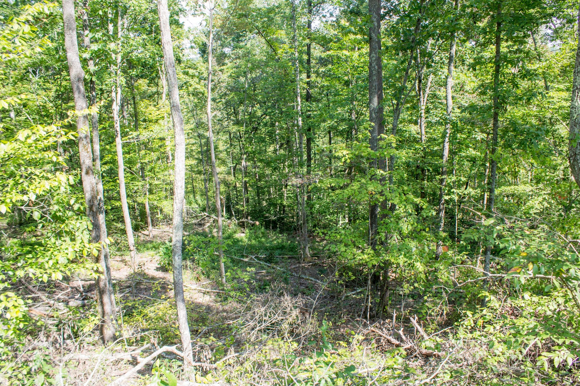Buck Run Ridge Tract 4 photo 4