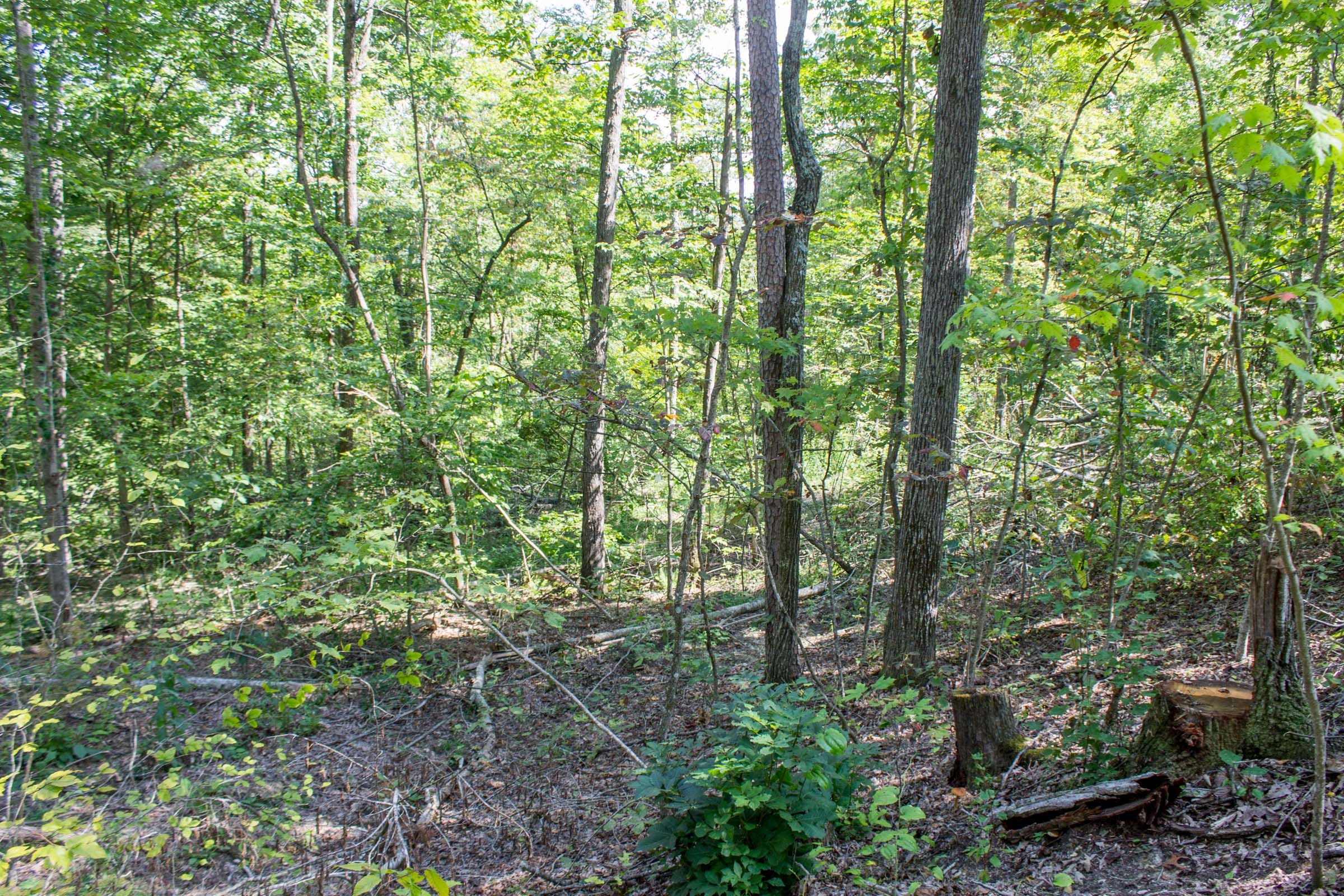 Buck Run Ridge Tract 4 photo 5