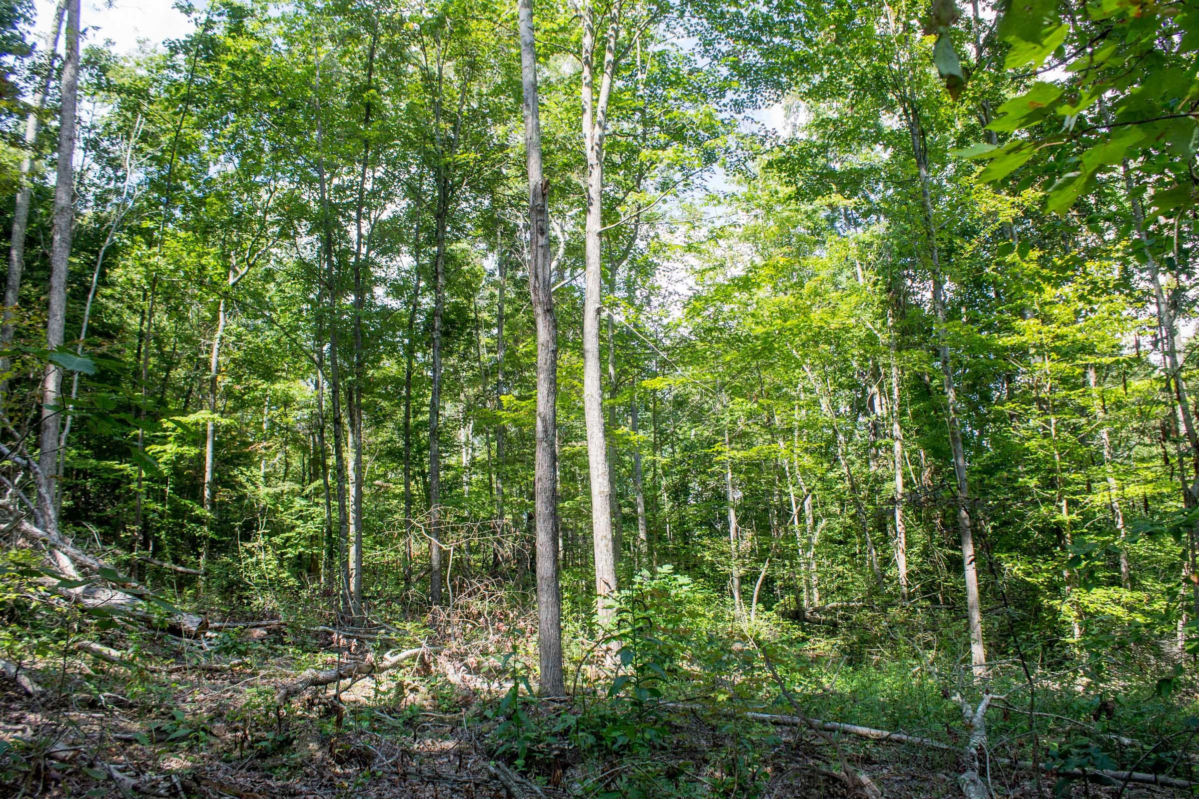 Buck Run Ridge Tract 4 photo 6