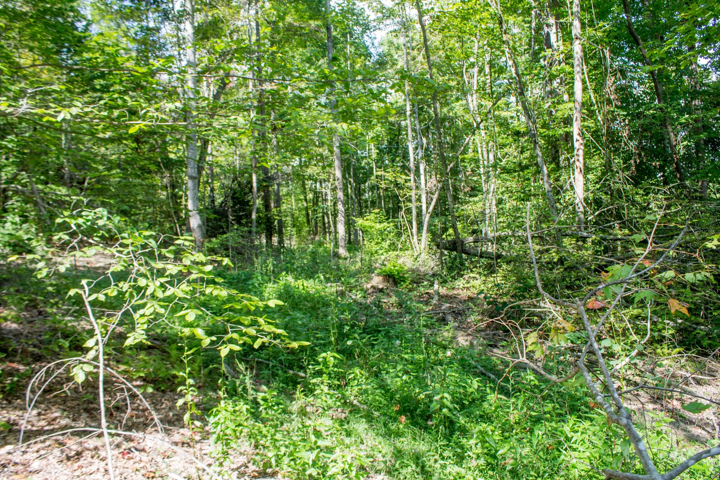 Buck Run Ridge Tract 4 photo 7