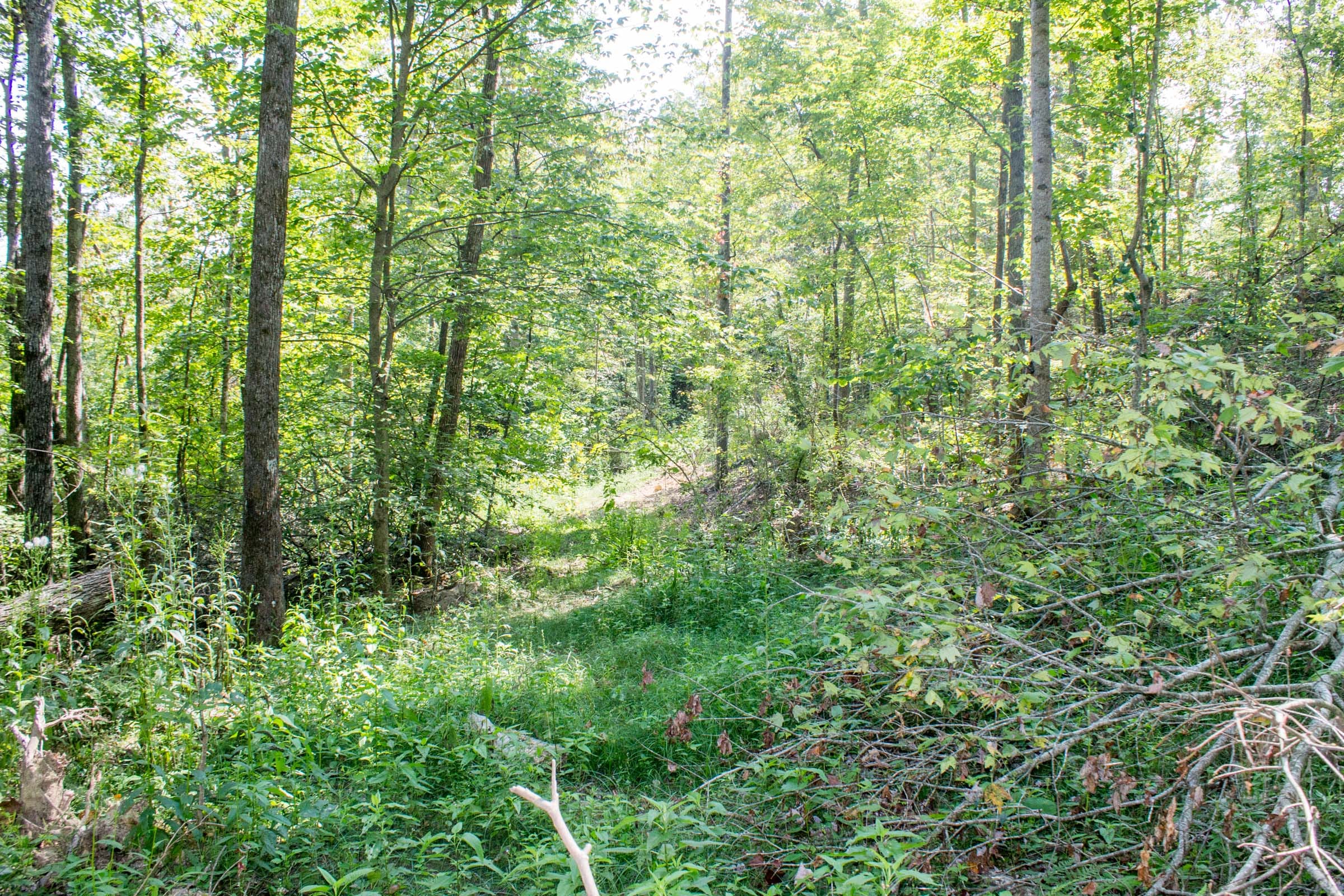 Buck Run Ridge Tract 4 photo 8