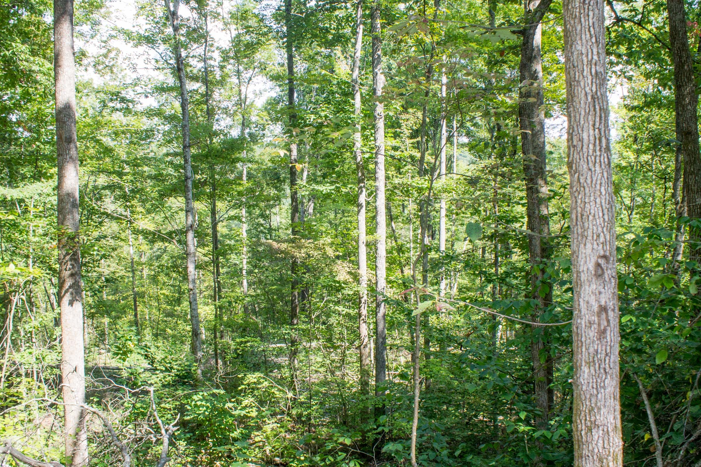 Buck Run Ridge Tract 4 photo 9