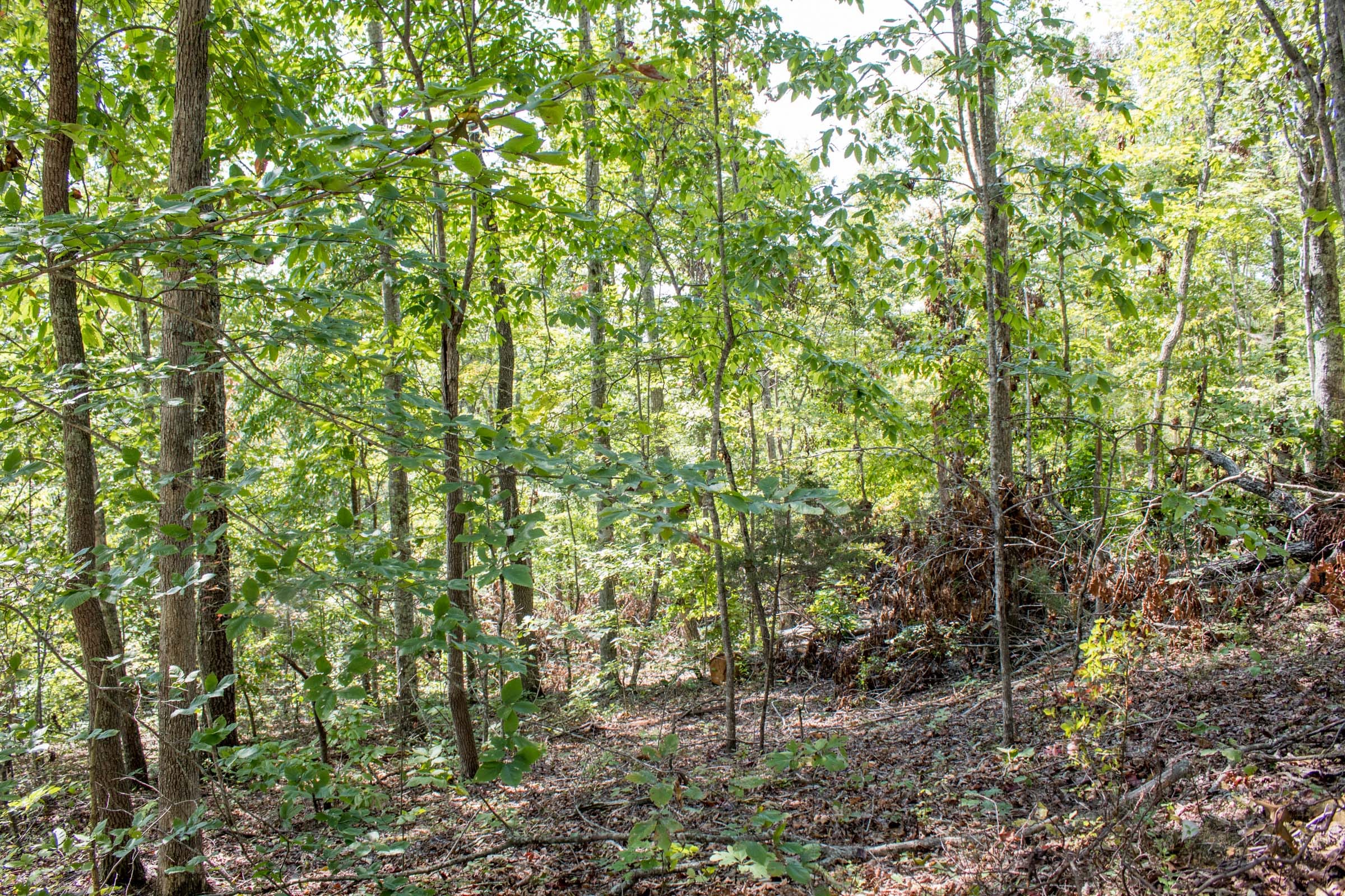 Buck Run Ridge Tract 28 photo 3