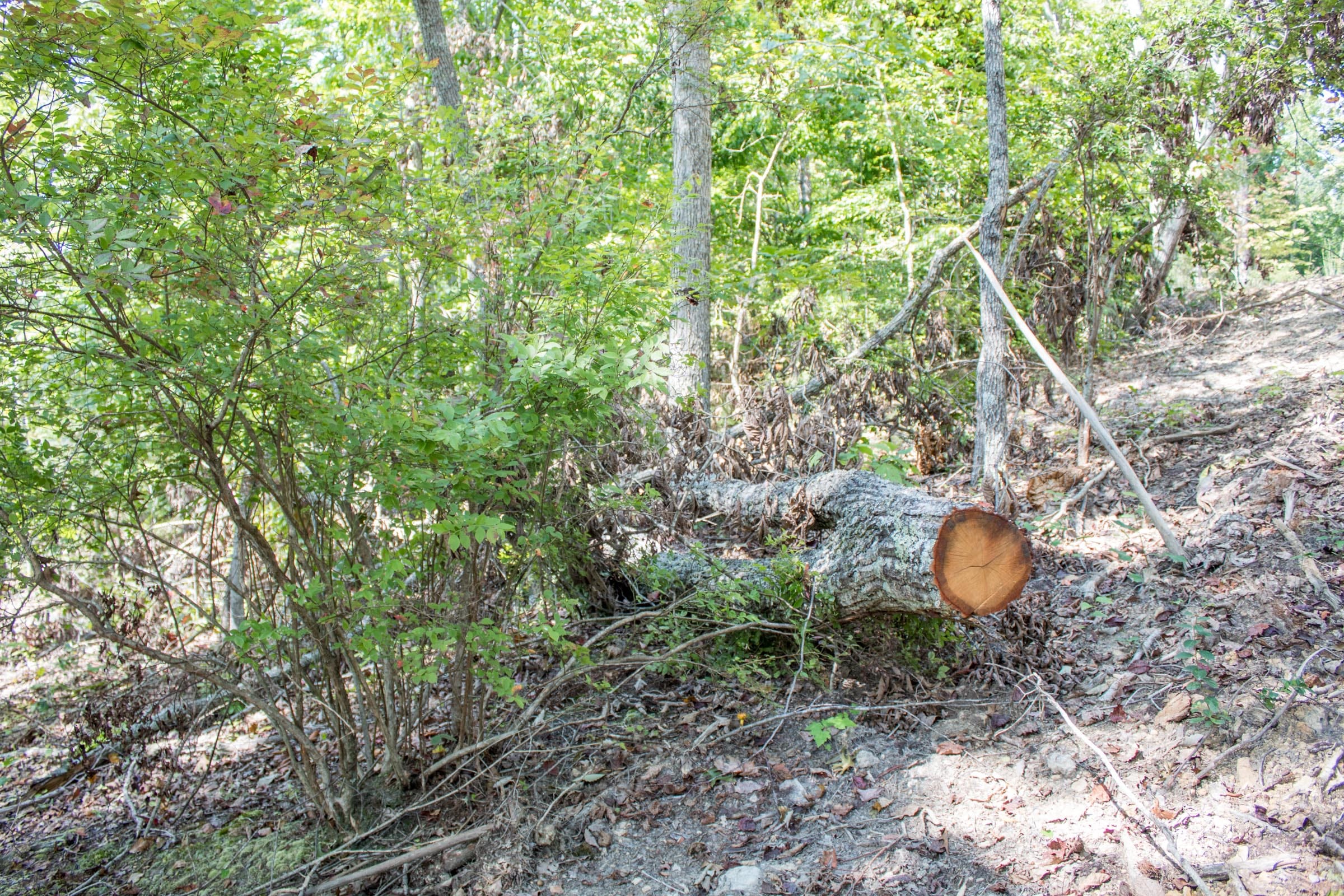 Buck Run Ridge Tract 28 photo 4