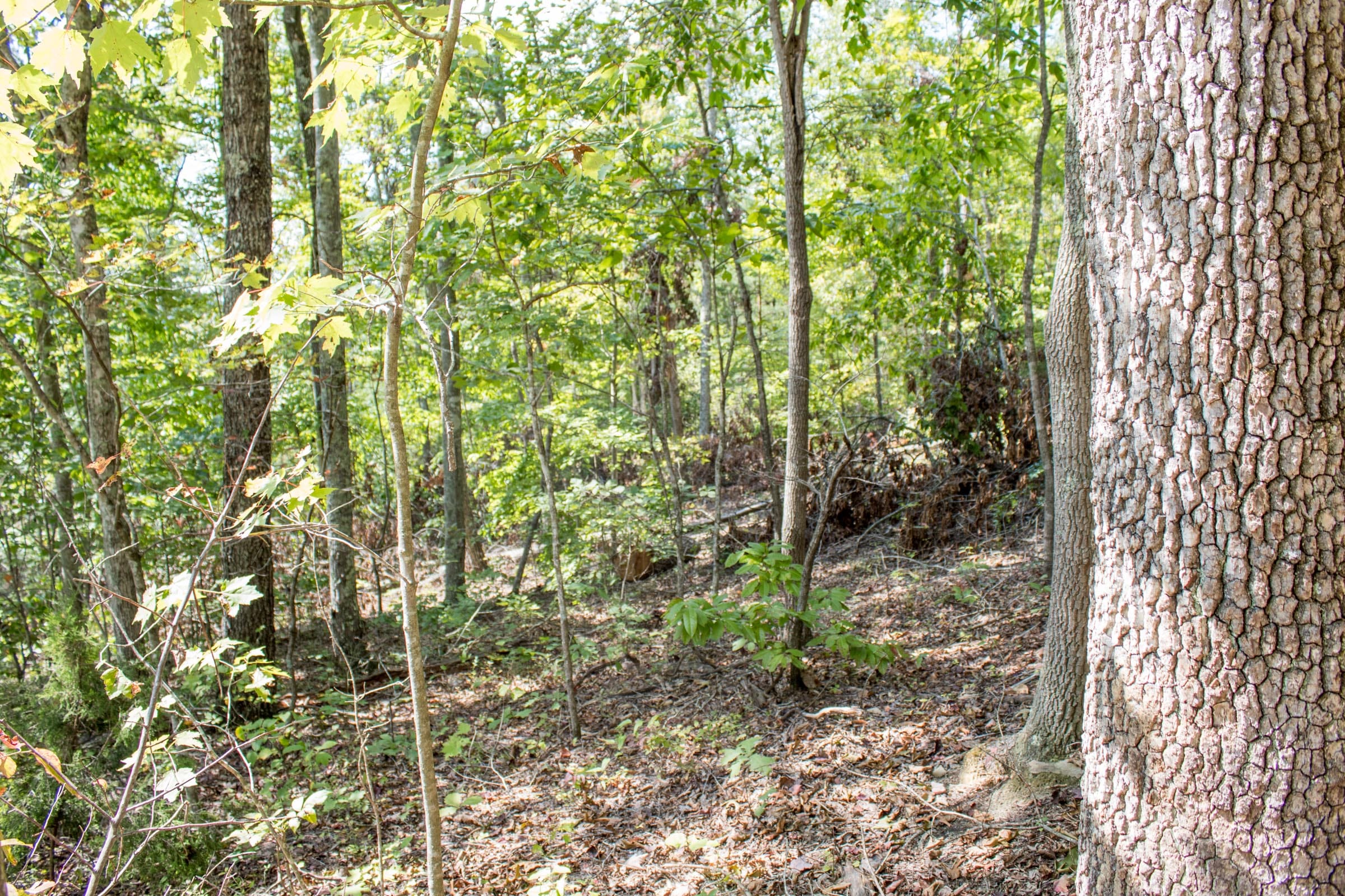 Buck Run Ridge Tract 28 photo 5
