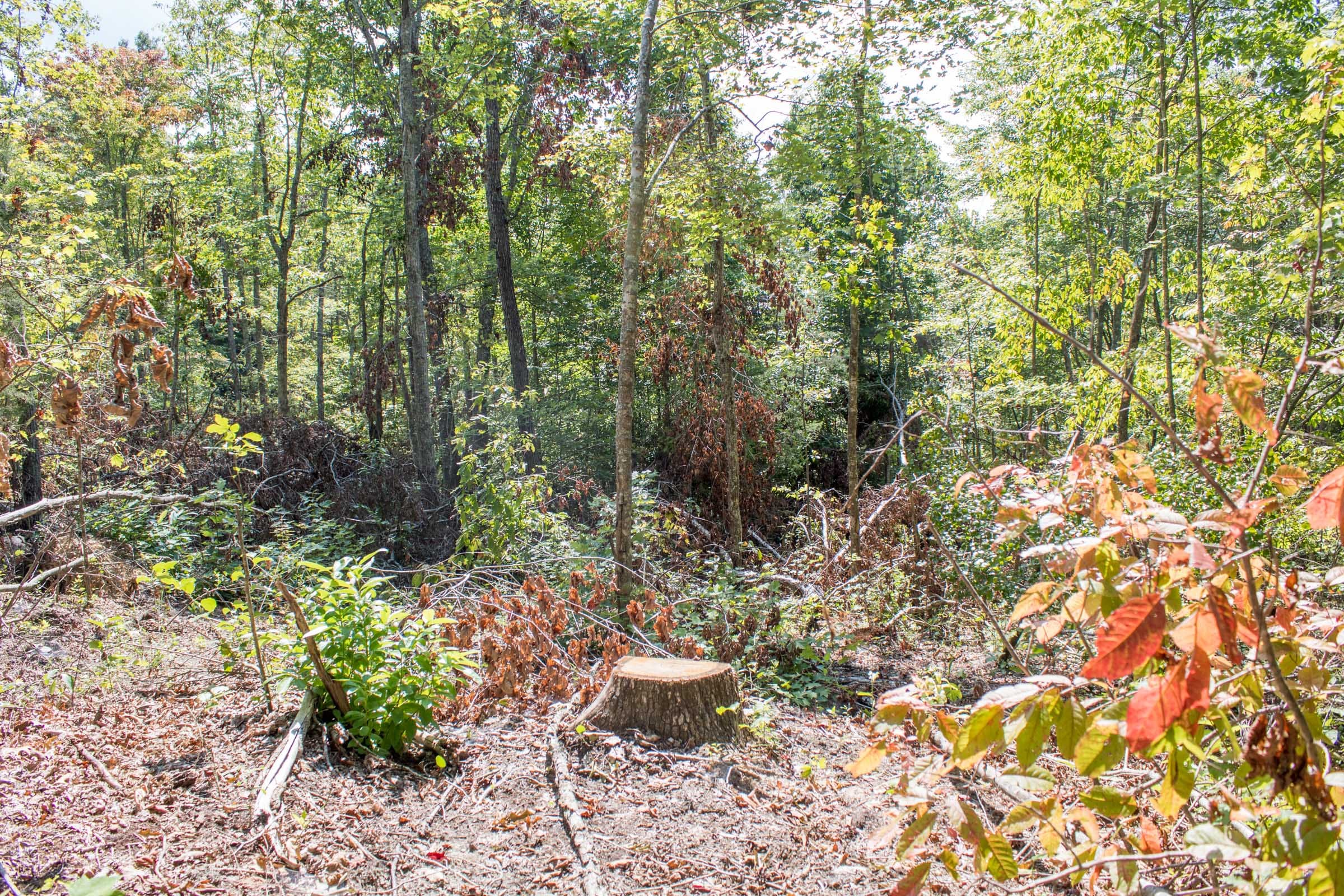 Buck Run Ridge Tract 28 photo 6