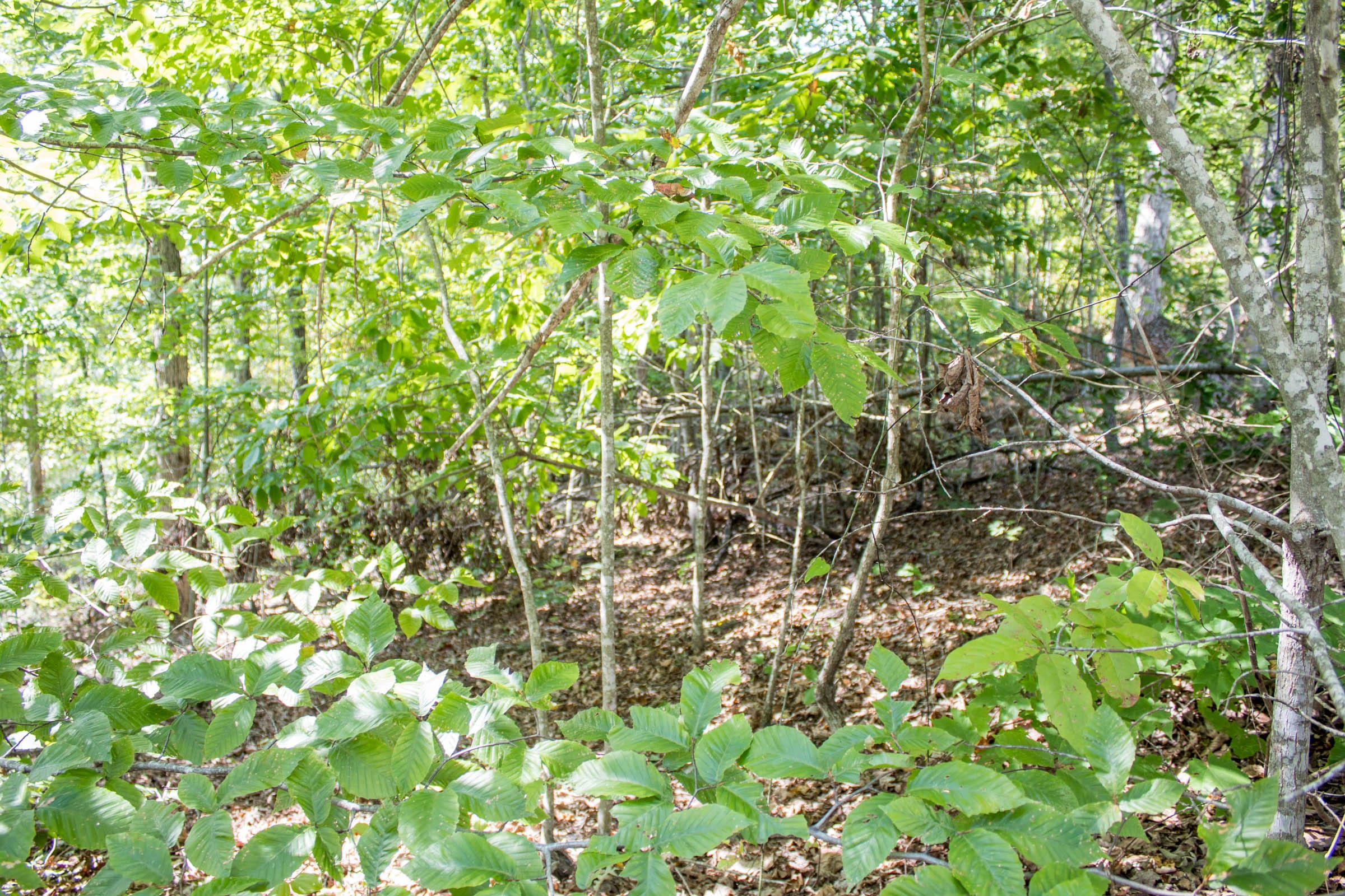 Buck Run Ridge Tract 28 photo 7