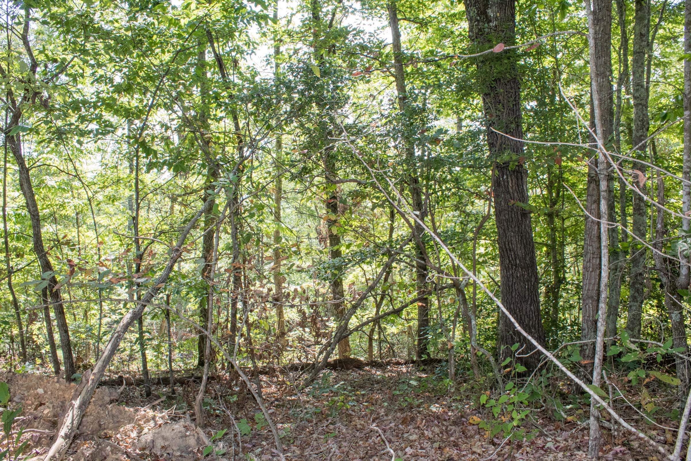 Buck Run Ridge Tract 28 photo 9