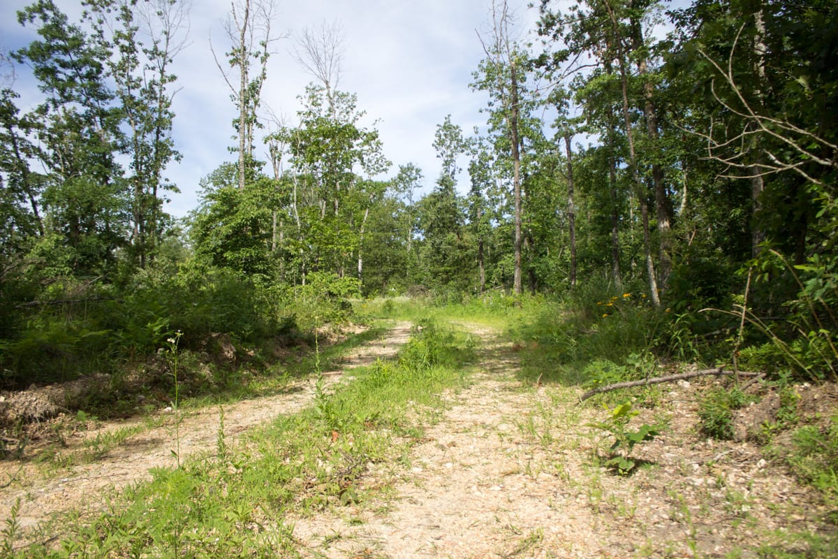 Timber Crossing Tract 31 photo 3