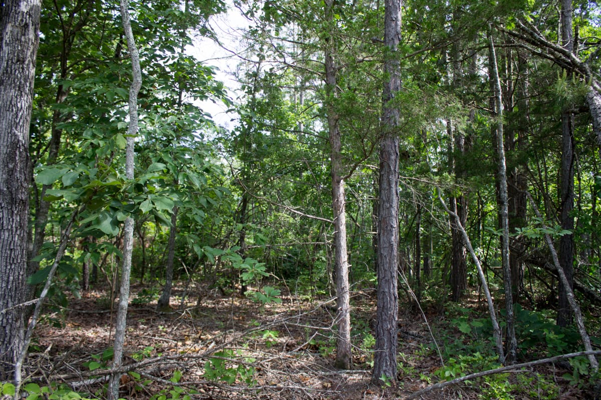 Timber Crossing Tract 31 photo 4