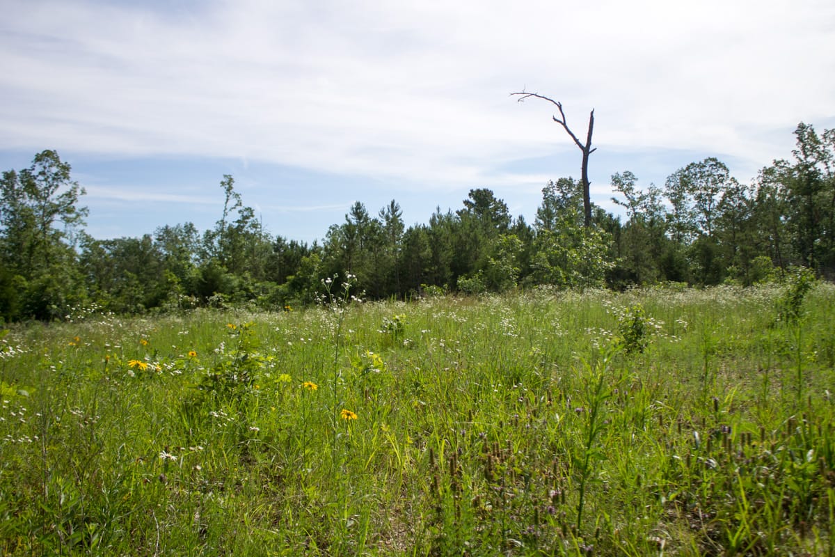 Timber Crossing Tract 31 photo 2