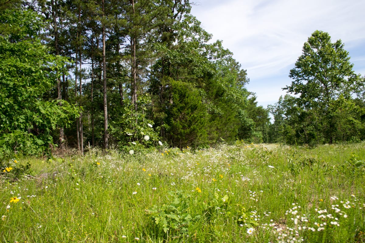 Timber Crossing Tract 31 photo 6