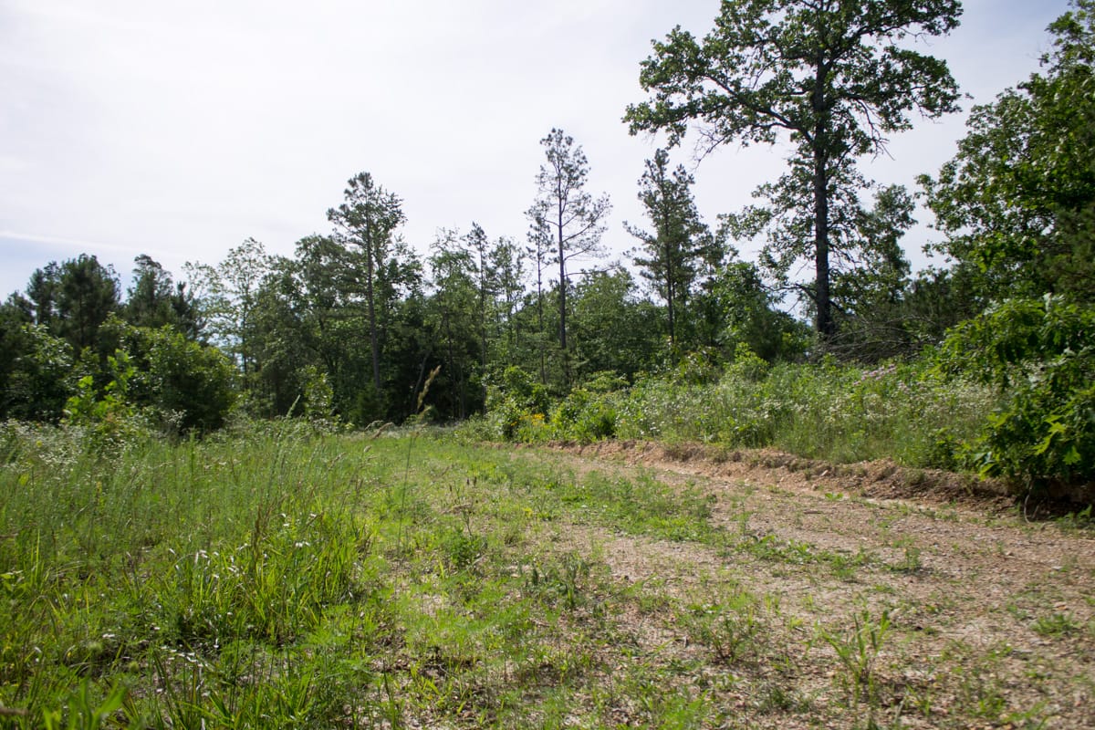 Timber Crossing Tract 31 photo 7