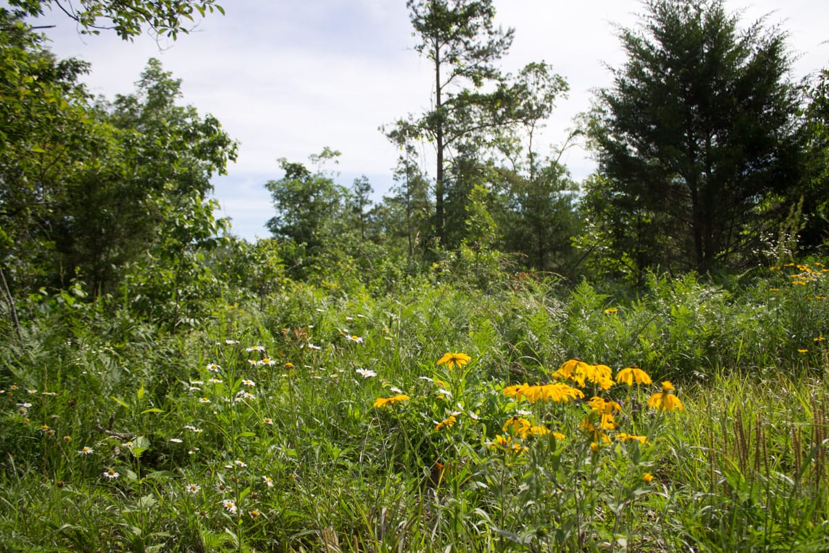 Timber Crossing Tract 31 photo 8
